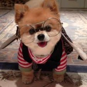 Meet your Posher, Rose